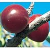 Scarlet Beauty Plum