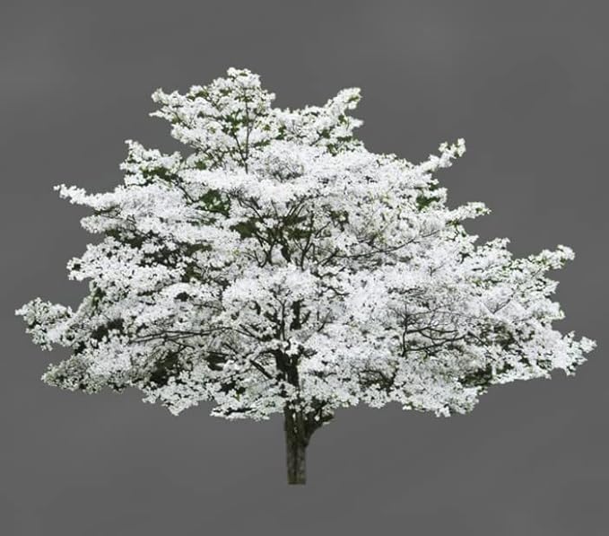 Cherokee Princess Dogwood