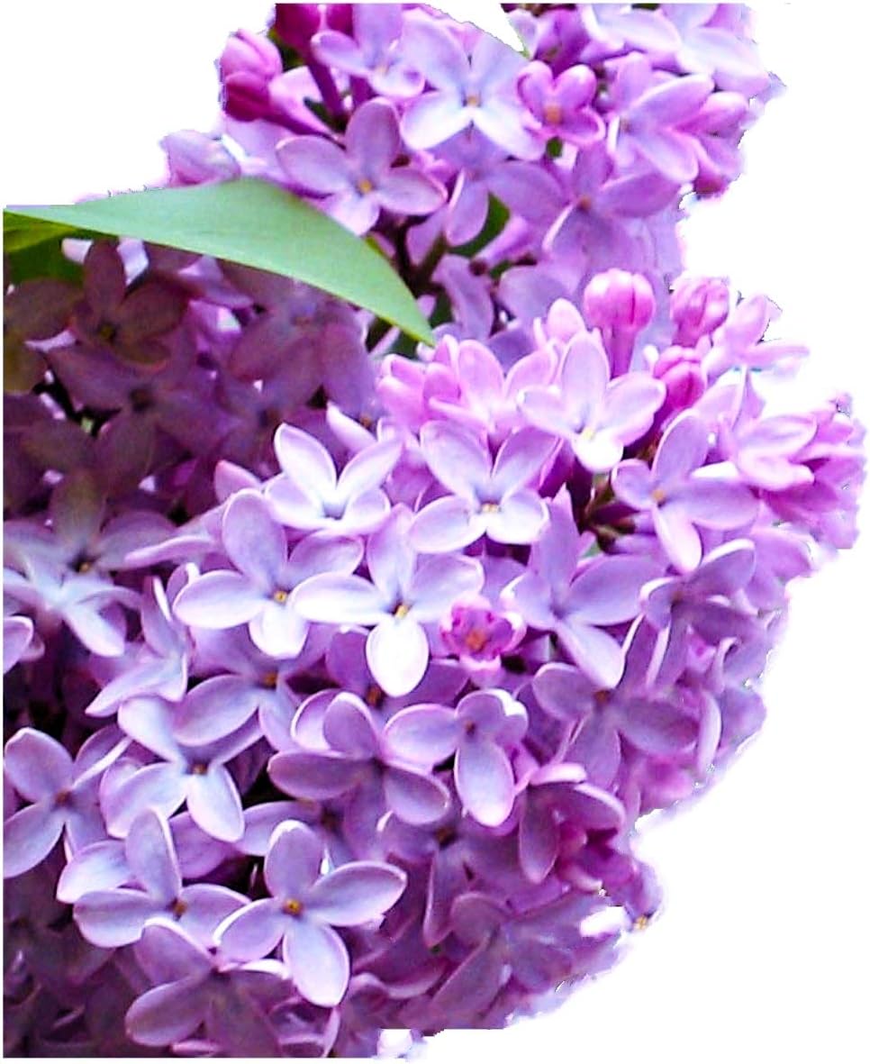 Common Lilac