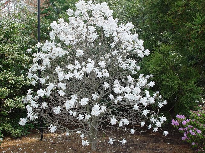 Royal Star Magnolia