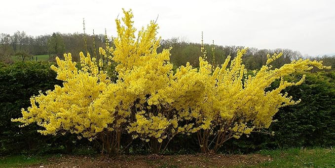 Lynwood Gold Forsythia Bush