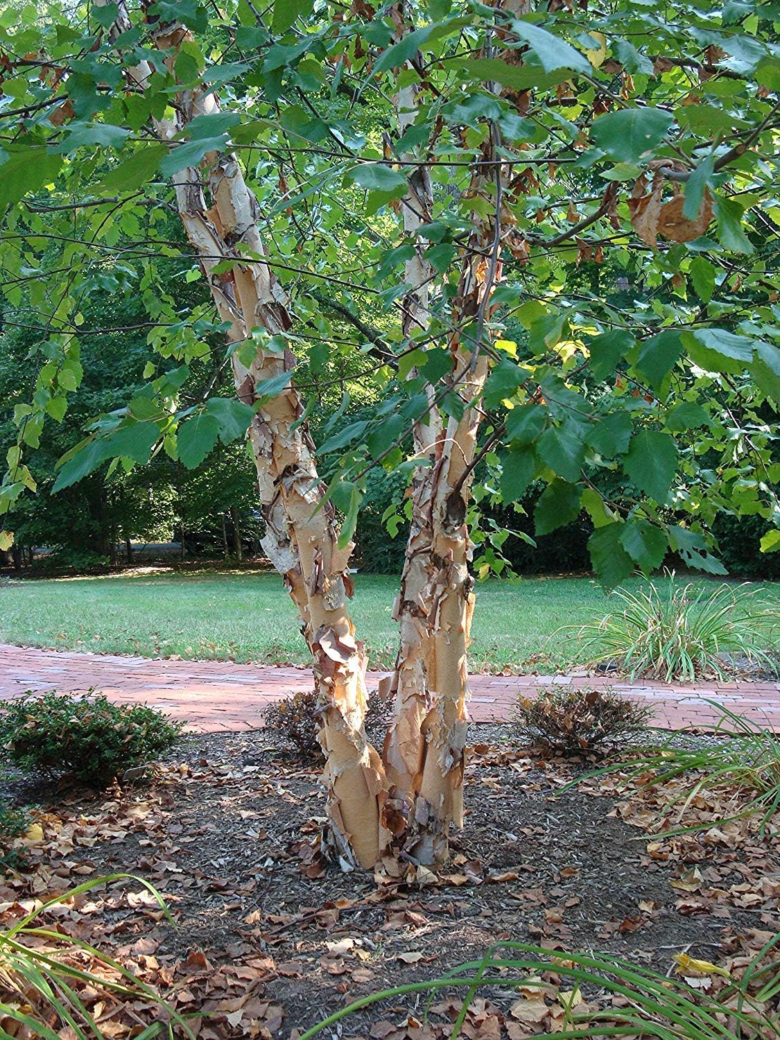 River Birch