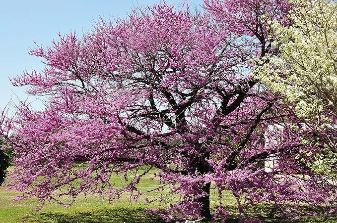Eastern Redbud