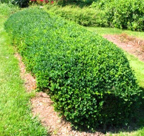 Vardar Valley Boxwood