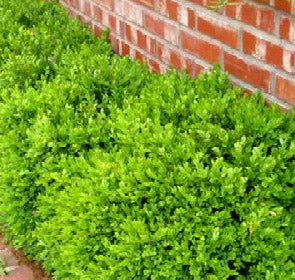 Green Velvet Boxwood