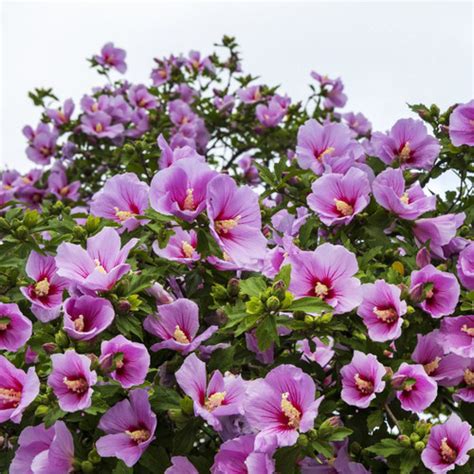 MINERVIA Rose of sharron