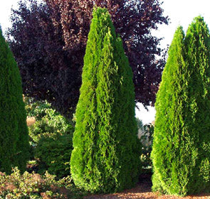 Emerald Arborvitae