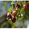 Scarlet Beauty Plum