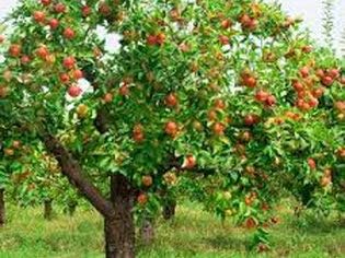 Gala Apple Tree