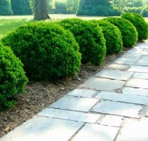 Justin Brouwers Boxwood