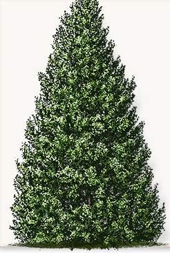 Foster no.2 Holly Tree