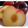 Scarlet Beauty Plum