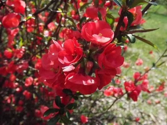 Scarff's Red Flowering Quince