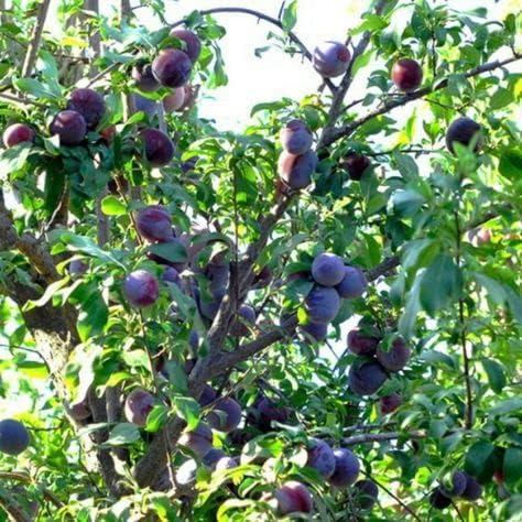 Santa Rosa Plum
