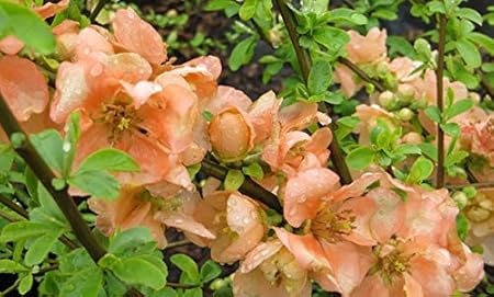 Cameo Flowering Quince