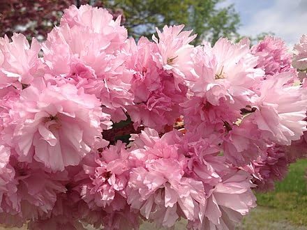 Kwanzan Cherry Tree
