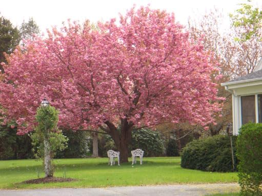 Kwanzan Cherry Tree