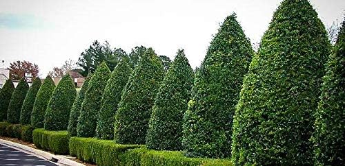 Foster no.2 Holly Tree