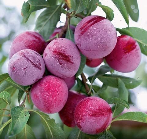 Santa Rosa Plum