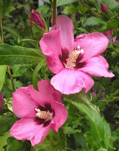 Aphrodite Hardy Hibiscus Syriacus