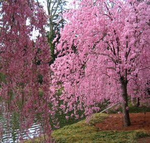 Higan Japanese Pink Weeping Cherry Tree