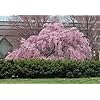 Higan Japanese Pink Weeping Cherry Tree