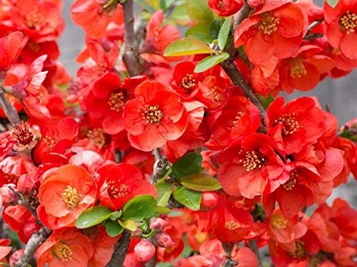 Texas Scarlet Flowering Quince