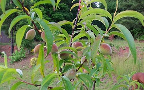 Belle of Georgia Peach Tree