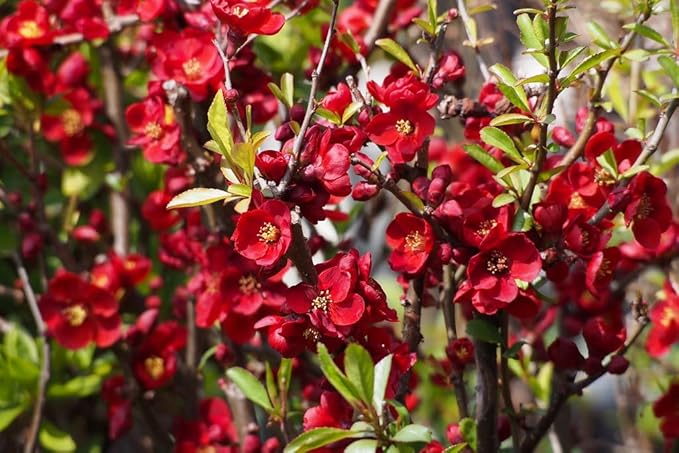 Scarff's Red Flowering Quince