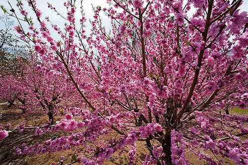 Belle of Georgia Peach Tree