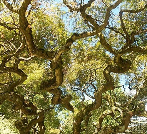 Corkscrew Willow Tree