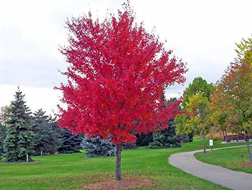 American Red Maple Shade Tree