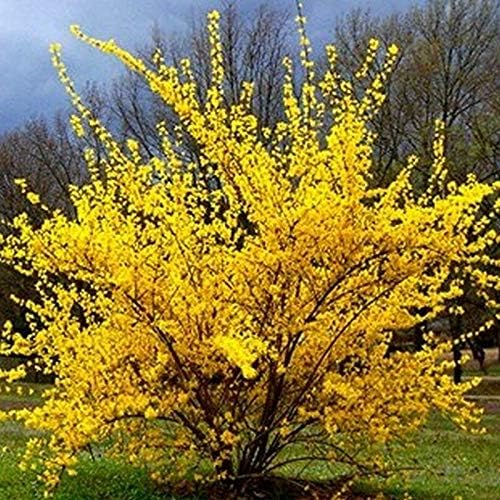 Lynwood Gold Forsythia Bush
