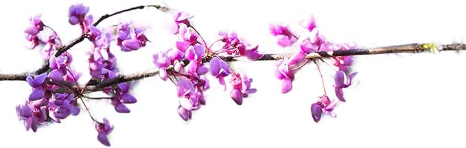 Eastern Redbud