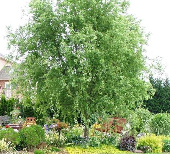Corkscrew Willow Tree
