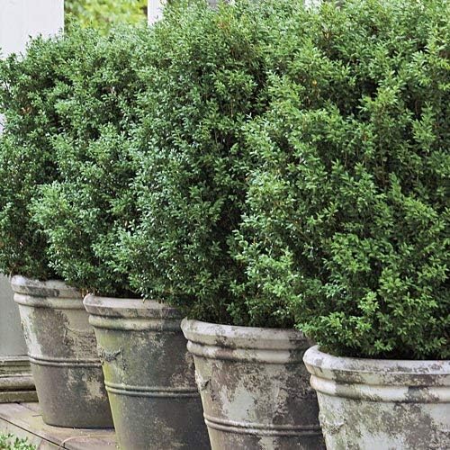 American Boxwoods