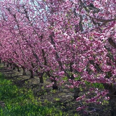 Santa Rosa Plum