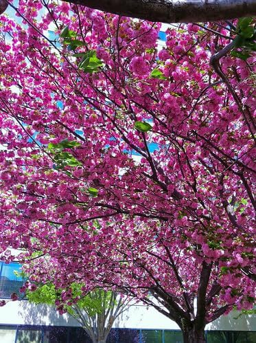 Kwanzan Cherry Tree