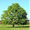 American Red Maple Shade Tree