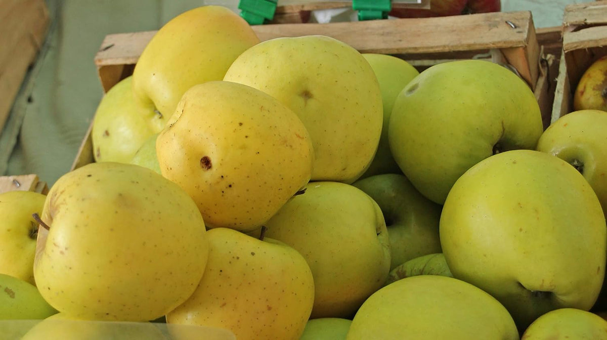 Golden Delicious Apple Tree