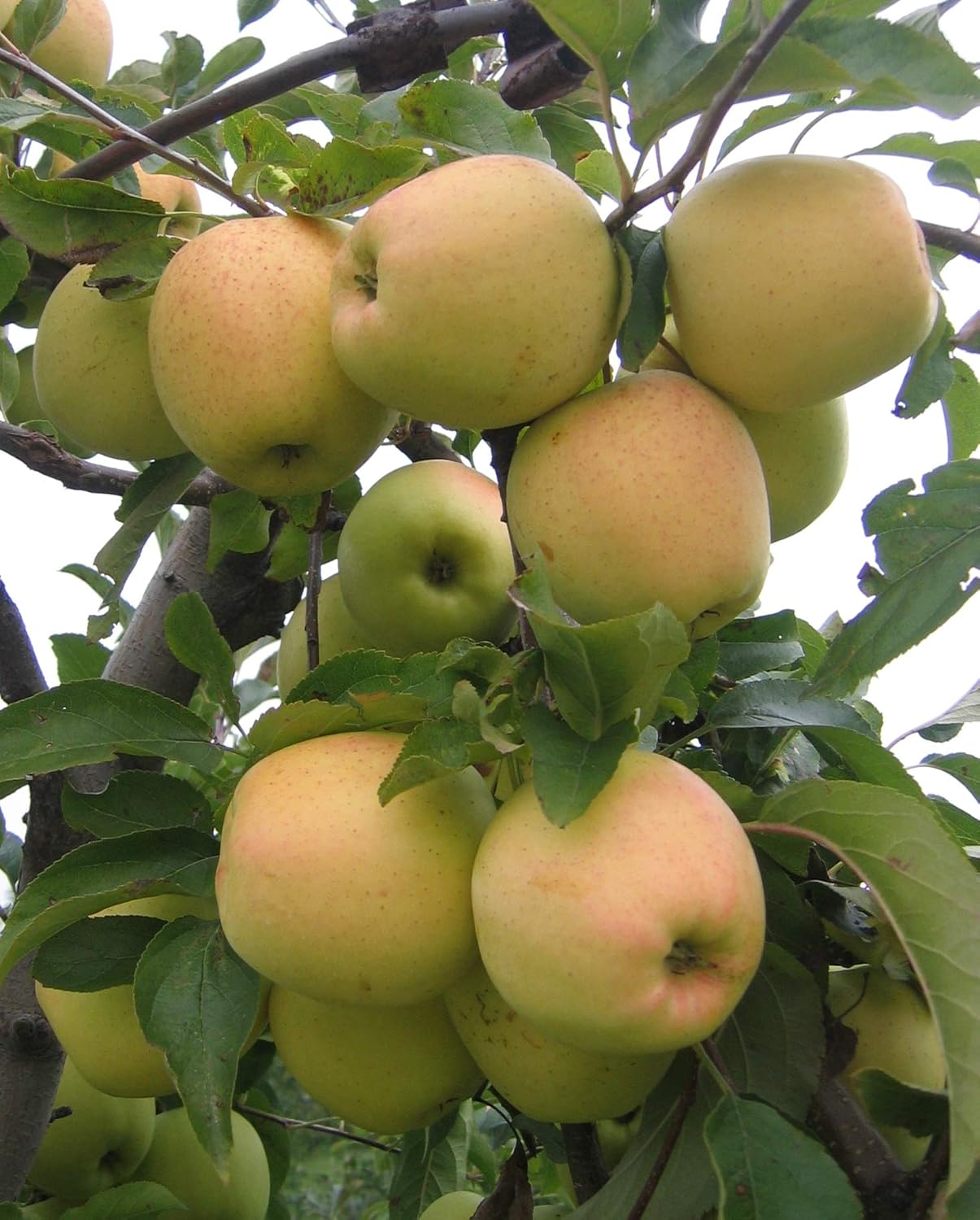 Golden Delicious Apple Tree