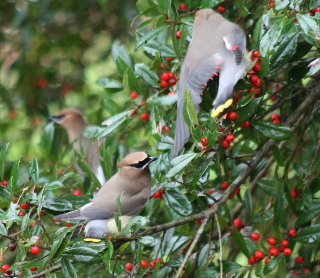 Foster no.2 Holly Tree
