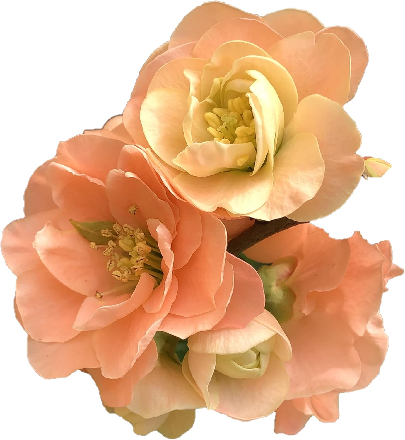 Cameo Flowering Quince