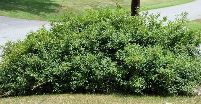 Lynwood Gold Forsythia Bush