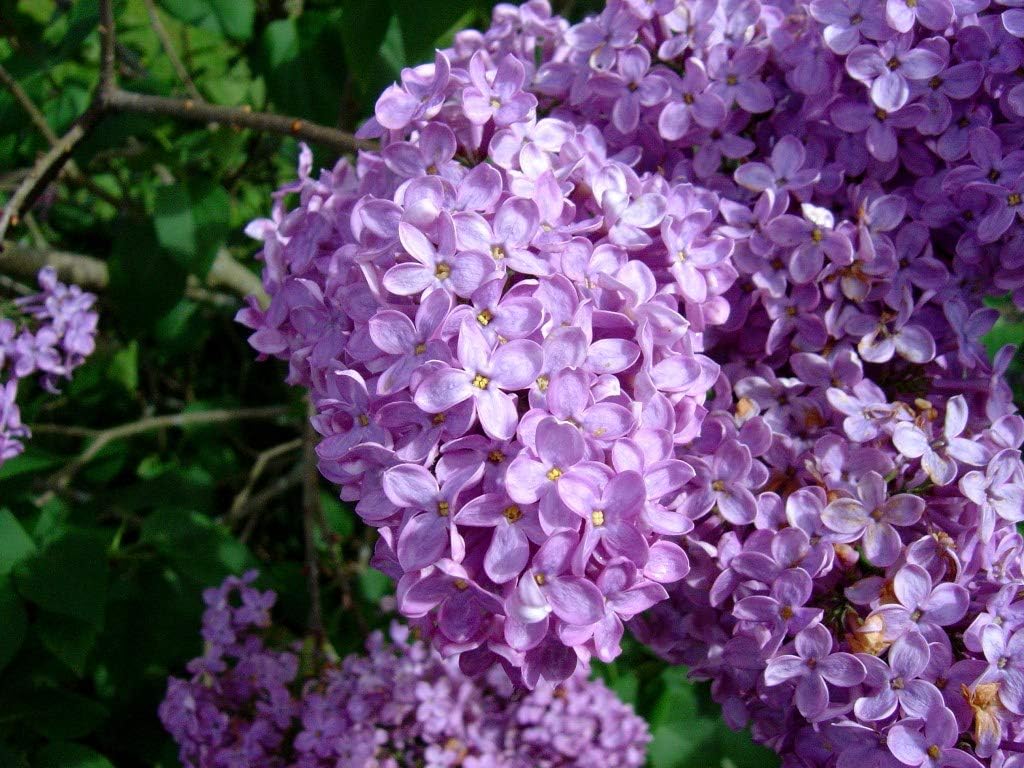 Common Lilac