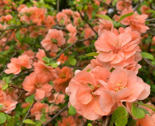 Cameo Flowering Quince