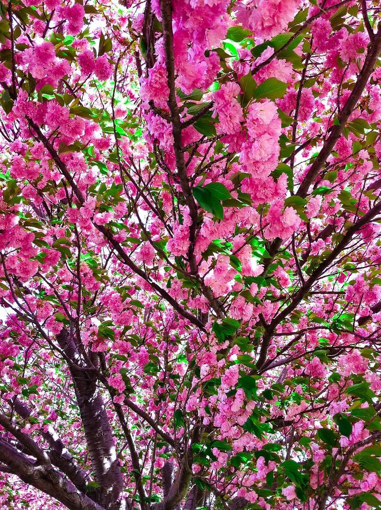 Kwanzan Cherry Tree
