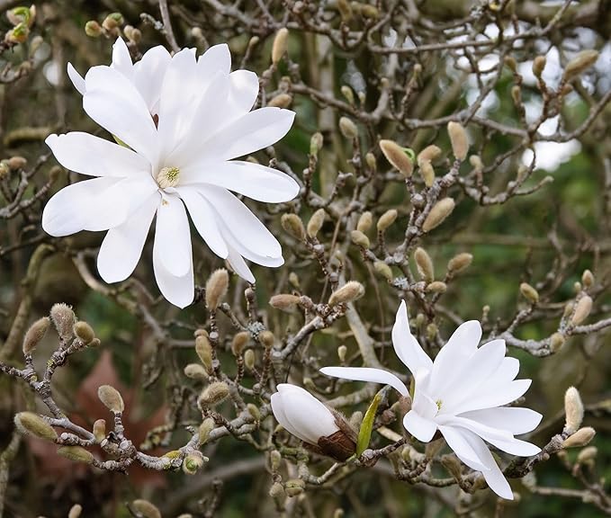 Royal Star Magnolia
