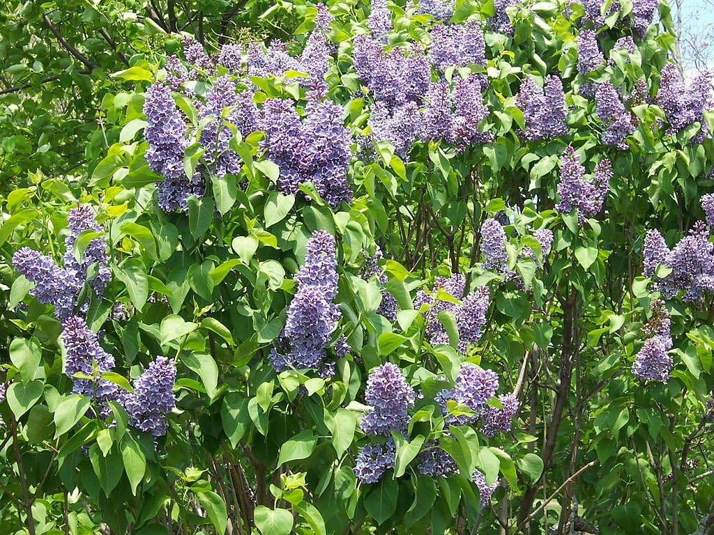 Common Lilac