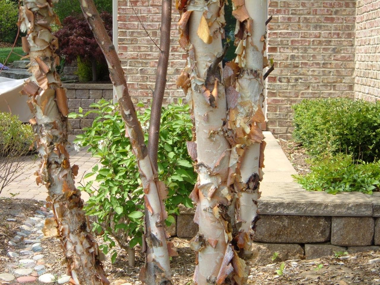 River Birch